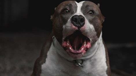 La mascota pertenece a la familia de la nena