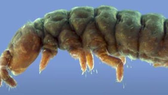 Una criatura primitiva parecida a un insecto, que ha sobrevivido a 30 eras glaciales, fue redescubierta recientemente en la Antártida por un equipo de científicos que la estuvo buscando durante décadas.