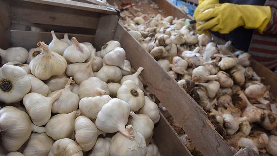 El ajo se cosecha, procesa y empaca para exportación, pero el panorama esta temporada se muestra incierto. Foto: Gustavo Rogé / Los Andes