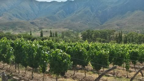Llega Calchaquí Wine Tasting: el valor del origen