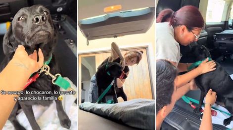 Una usuaria de TikTok rescató a un perro tras un accidente y gracias a la difusión de redes sociales, pudo contactar con su familia y registrar el emotivo reencuentro.&nbsp;