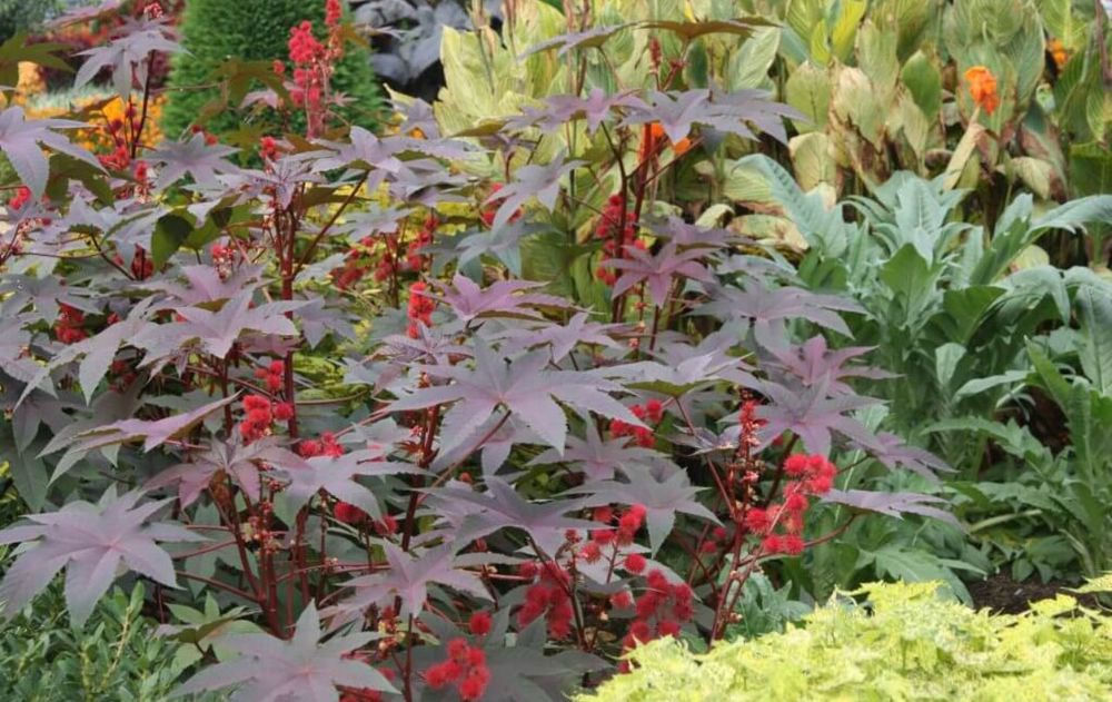 Es indispensable conocer cuáles son las plantas más peligrosas para evitar accidentes dentro de casa.