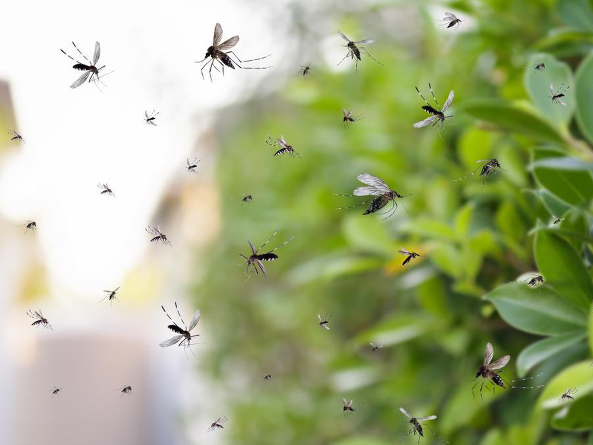 Cuál es la planta que si la tenés en el jardín aleja a todos los mosquitos