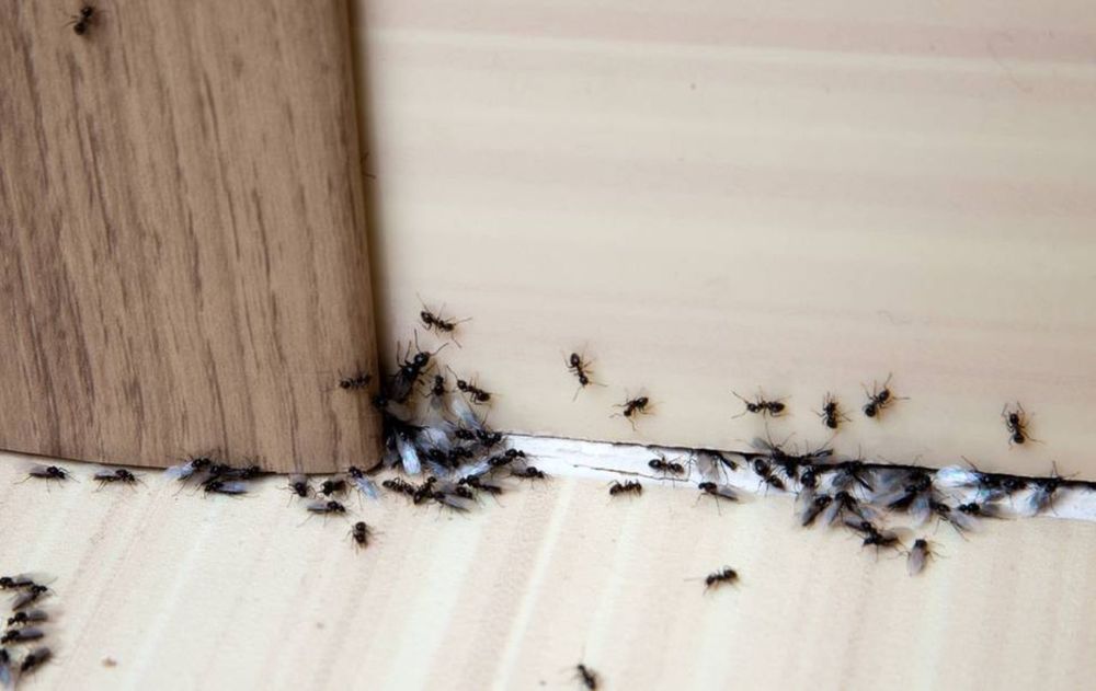 Las 2 combinaciones son una forma eficaz, económica y completamente segura para alejar las hormigas de cualquier lugar.