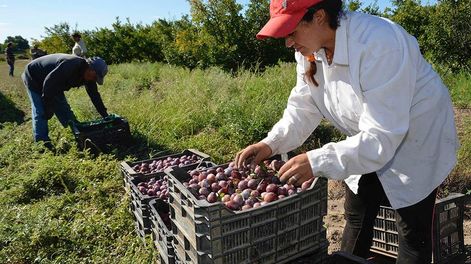 La ciruela para industria ha mantenido la superficie, pero la productividad es muy baja e inestable. Foto: Patricio Caneo / Los Andes