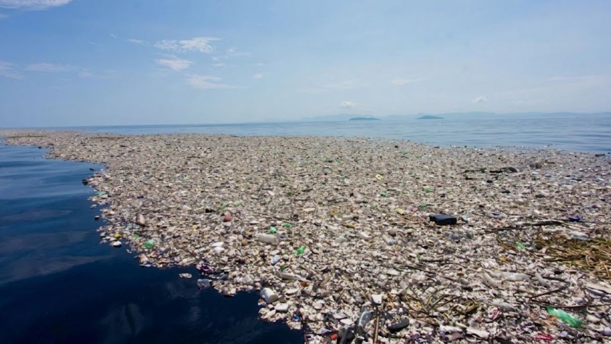 No debería existir, pero está pasando: 46 especies y animales viven en una gran isla contaminada de plástico