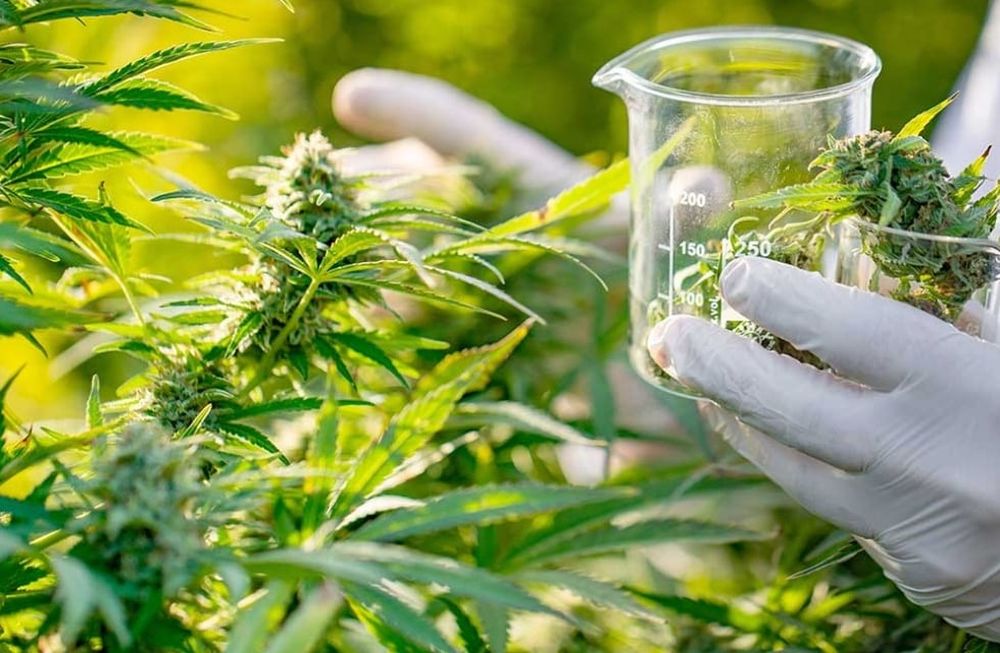 Cannabis medicinal. / archivo