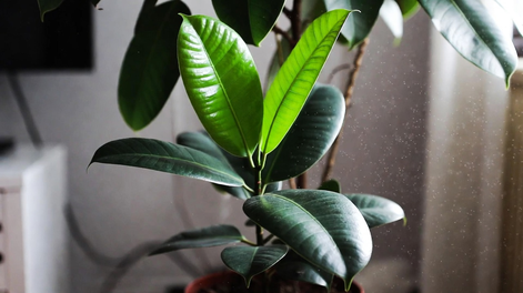 Estas 5 plantas purifican el aire de tu hogar.