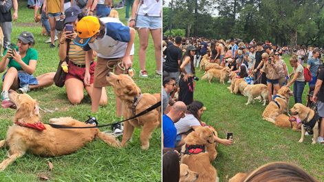 Con una masiva convocatoria, Argentina rompió el récord mundial de la juntada con más golden retriever.