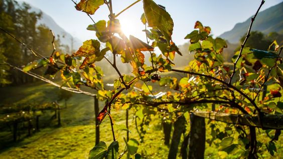 Buscan aprovechar los sarmientos de poda en la elaboración de los vinos: ¿de qué se trata?
