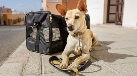 Valen lo mismo: inédito fallo resolvió que un perro perdido por una aerolínea es considerado equipaje.