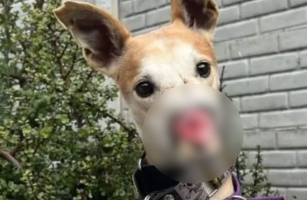 Voldemort, el perrito que nadie quiere adoptar