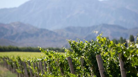 El grupo es el mayor productor de vinos orgánicos de Argentina. - Imagen ilustrativa / Los Andes