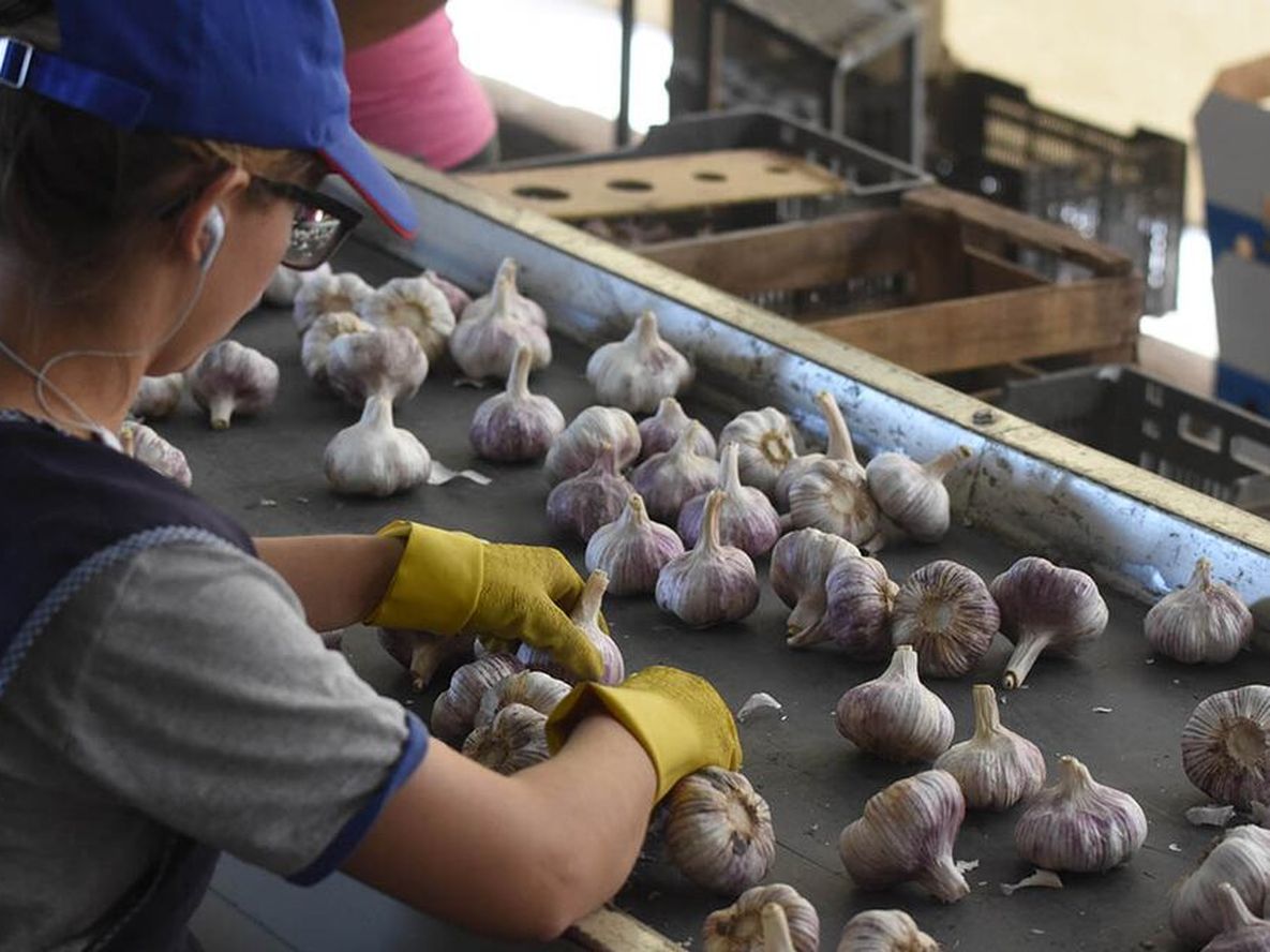 Según el último informe emitido por el Instituto de Desarrollo Rural (IDR), el cultivo de ajo concentra 66%, en promedio, de la superficie total. Foto: Gustavo Rogé / Los Andes