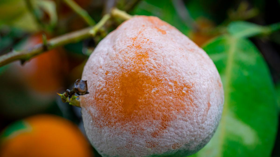no tires las mandarinas si tienen hongos, son un tesoro en casa: la clave para combatir insectos