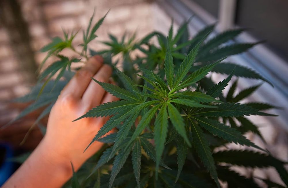 Cannabis medicinal en Mendoza.