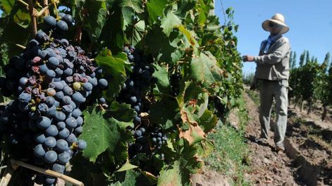 Los contratistas de viña están complicados por los salarios bajos y la caída del precio de la uva y del vino