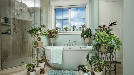 Los Andes | planta para el baño