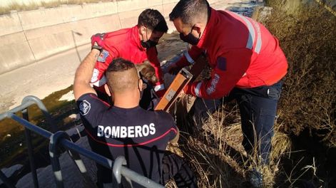 Los Andes | Miembros del Cuartel Central de Ciudad se hicieron presente en el Cacique Guaymallén para rescatar a un perrito callejeros. Foto: Mariana Villa / Los Andes