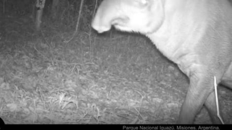 Encuentran muerta a una tapir que había sido liberada dentro de proyecto de reinserción en Tucumán
