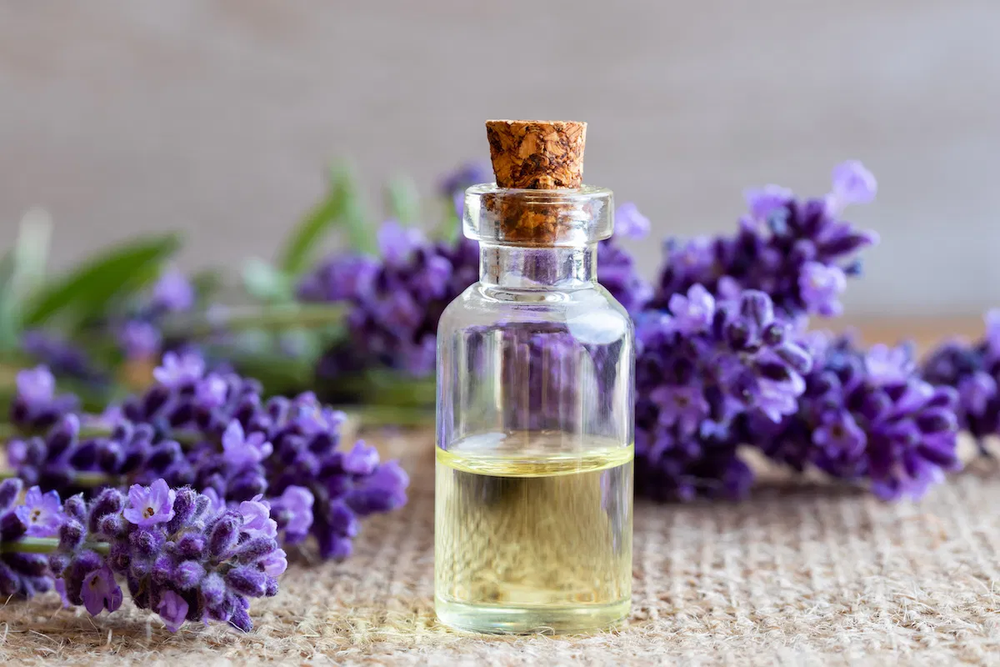 lavanda