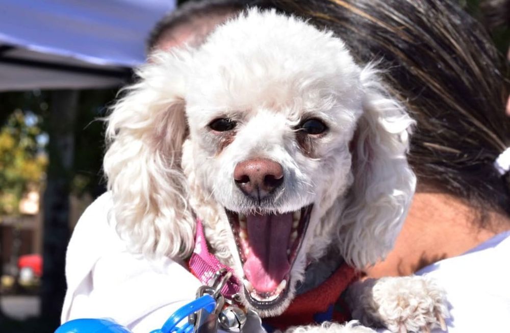 En números: cómo es el trabajo de Godoy Cruz, pionero en tenencia responsable de mascotas