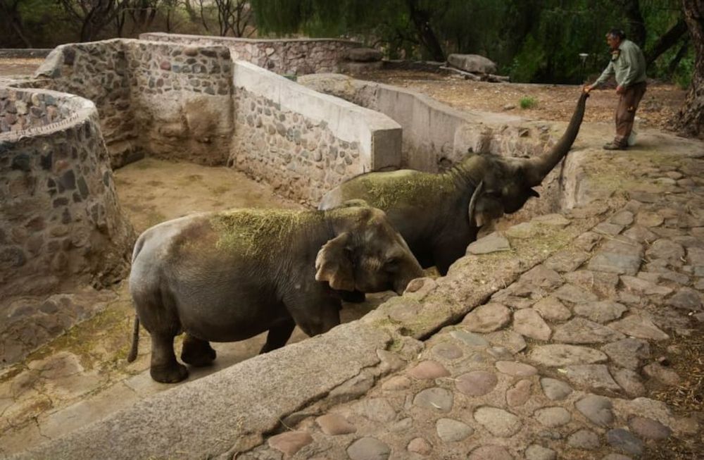 Les éléphants Pocha et Guillermina ont quitté Mendoza en 2022. Photo : Archives Los Andes.