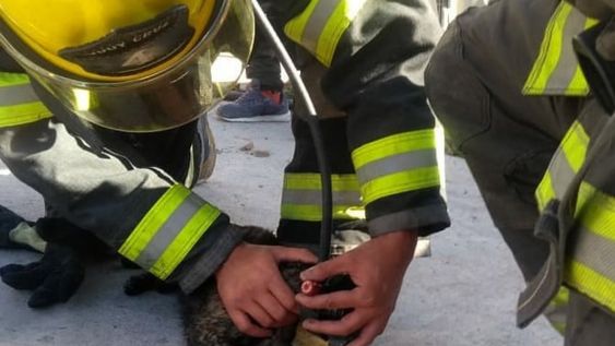 Un grupo de Bomberos de Godoy Cruz extinguió un incendio y rescató a dos gatos y un perro que habían quedado atrapados entre las llamas. Los reanimaron con oxígeno y los derivaron a una veterinaria.