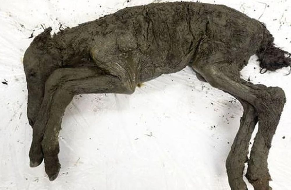 Hallaron un caballo prehistórico en perfectas condiciones y quieren clonarlo