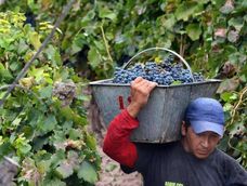 Las causas de fondo que generan la crisis vitivinícola Las causas de fondo que generan la crisis vitivinícola