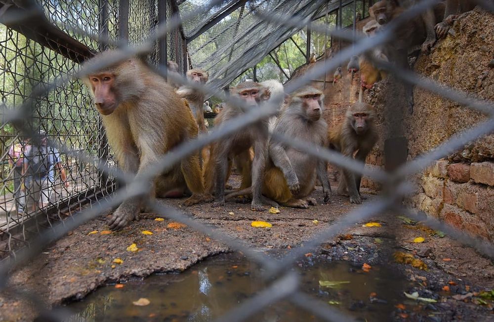 Los animales que no puedan ser reinsertados o derivados a reservas permanecerán en el predio de 41 hectáreas. Foto: Claudio Gutiérrez / Los Andes