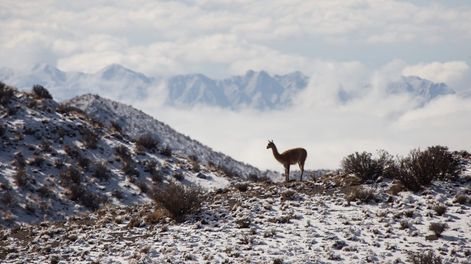 Lo que la nevada nos dejó: guanacos, choiques e impactantes postales de la Cordillera mendocina bajo nieve. Foto: Instagram cuyo.birding.3