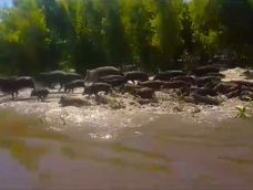 Invasión de jabalíes en el sur de Entre Ríos / Captura de video