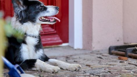 Los Andes | Las tres razas de perros más difíciles de entrenar