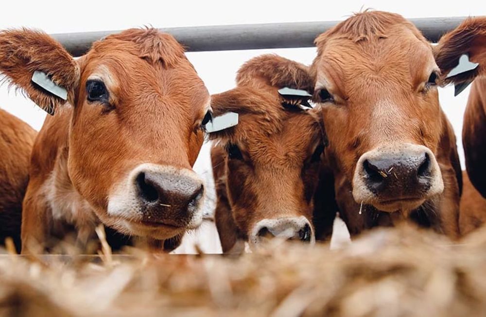 El sistema consiste en un mecanismo de medición que permite analizar, mediante la apreciación visual de los animales, los niveles corporales de grasa y músculo de los bovinos.