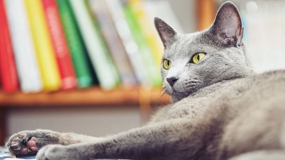 Una pasante pidió unos días para dedicarse a su gato moribundo, su jefe se lo negó a los gritos y luego se produjo la renuncia de 20 empleados.