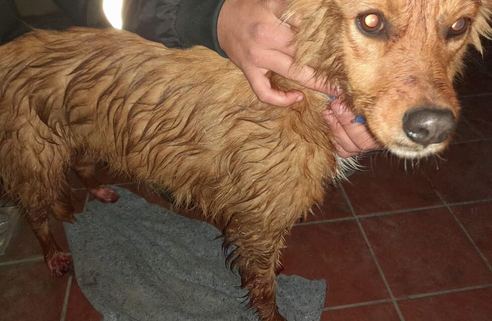 Se detectaron dos nuevos casos de mutilaciones a perros y ya son cinco los casos. Gentileza