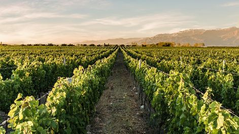 La vitivinicultura enfrenta un nuevo ataque del centralismo porteño, dicta el comunicado de las entidades firmantes.