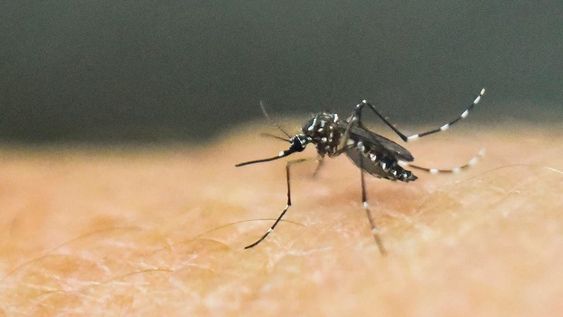 Por qué los mosquitos pican a unas personas y a otras no