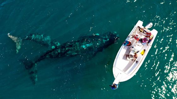 Las ballenas francas australes se dejan ver desde la costa, especialmente en la playa El Doradillo.