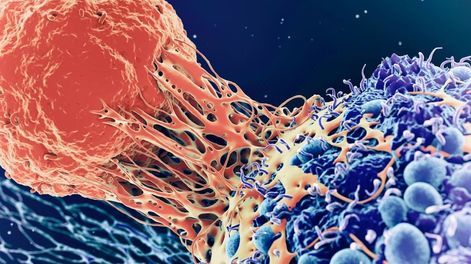 En Aconcagua Radio, la investigación sobre una planta autóctona que muestra efectos contra el melanoma