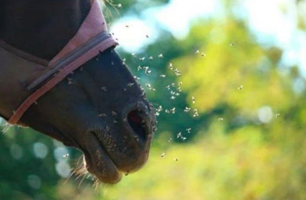 Confirmaron el primer caso de encefalomielitis equina en Mendoza en 36 años