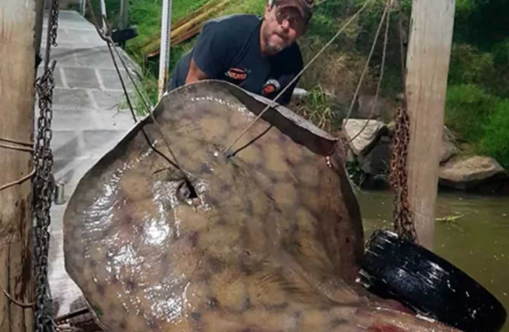 Andrés Wilchen fue quién pescó al animal.