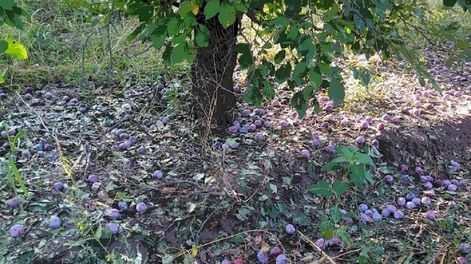 Granizo en Tunuyán con graves daños en los frutos (Gentileza / El Cuco Digital)