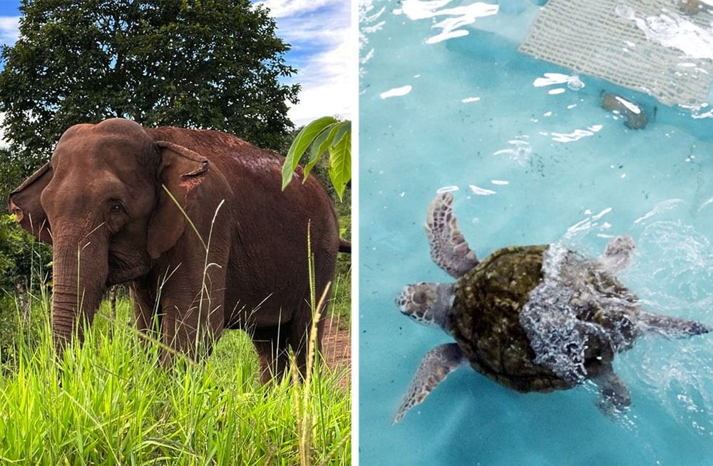 Guillermina quedó sin su mamá pero vive con cuatro elefantas asiáticas. Jorge vive en un centro de rehabilitación de fauna marina.