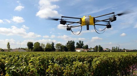 Los Andes | Usan drones para saber cuándo la uva está lista para la cosecha