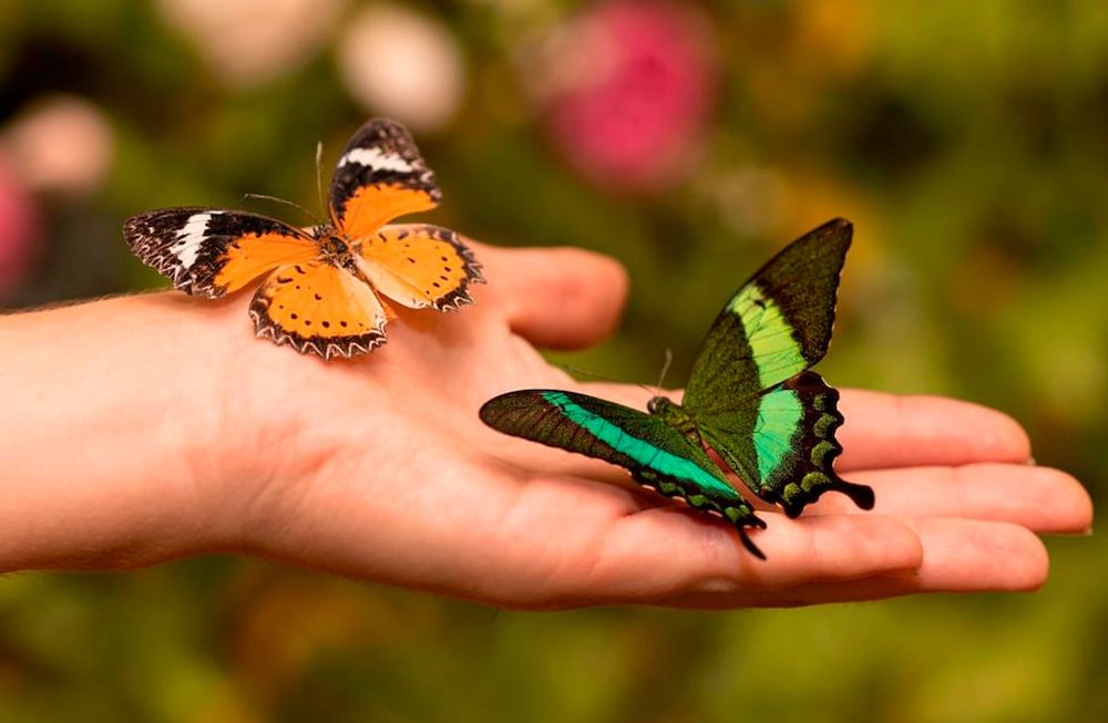 Crisis de diversidad biológica y cultural