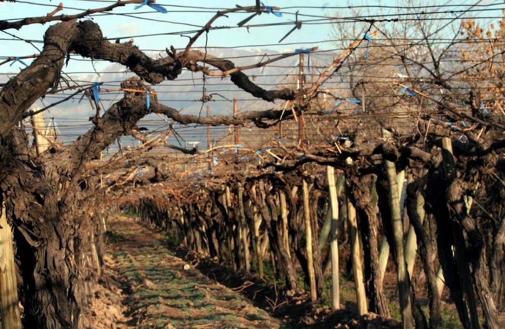 Pronóstico para el agro: ¿Se esperan heladas este fin de semana?