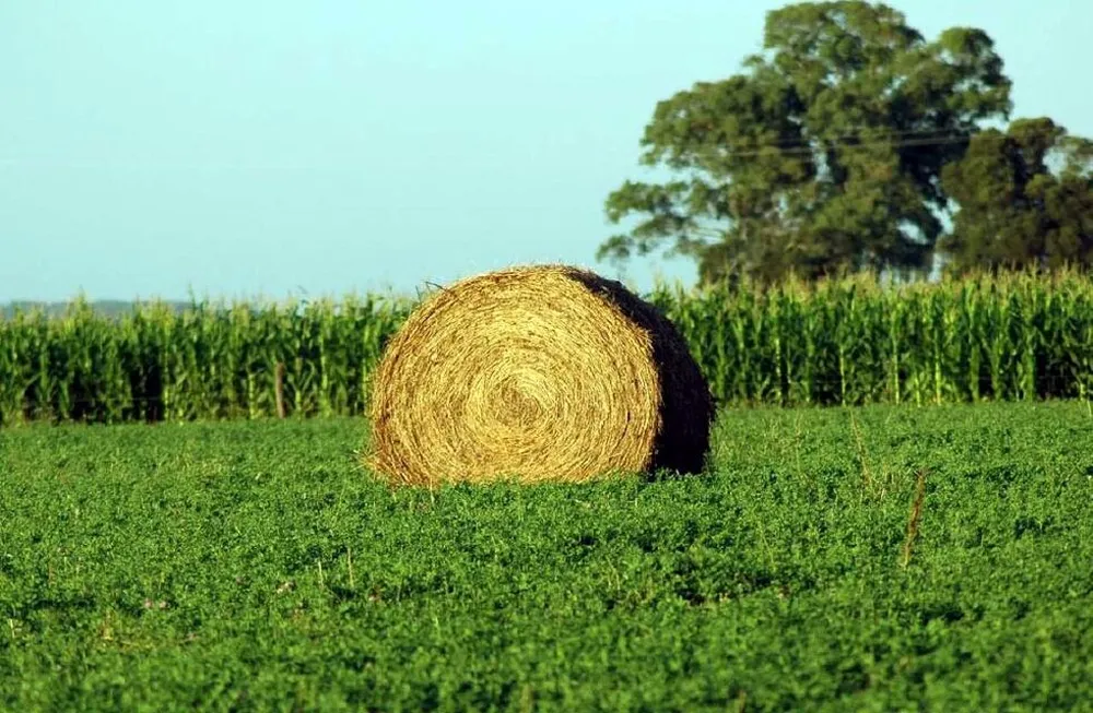 El cultivo de alfalfa es una de las alternativas de reconversi&oacute;n para aquellas fincas que se ven afectadas por frecuentes tormentas de granizo.