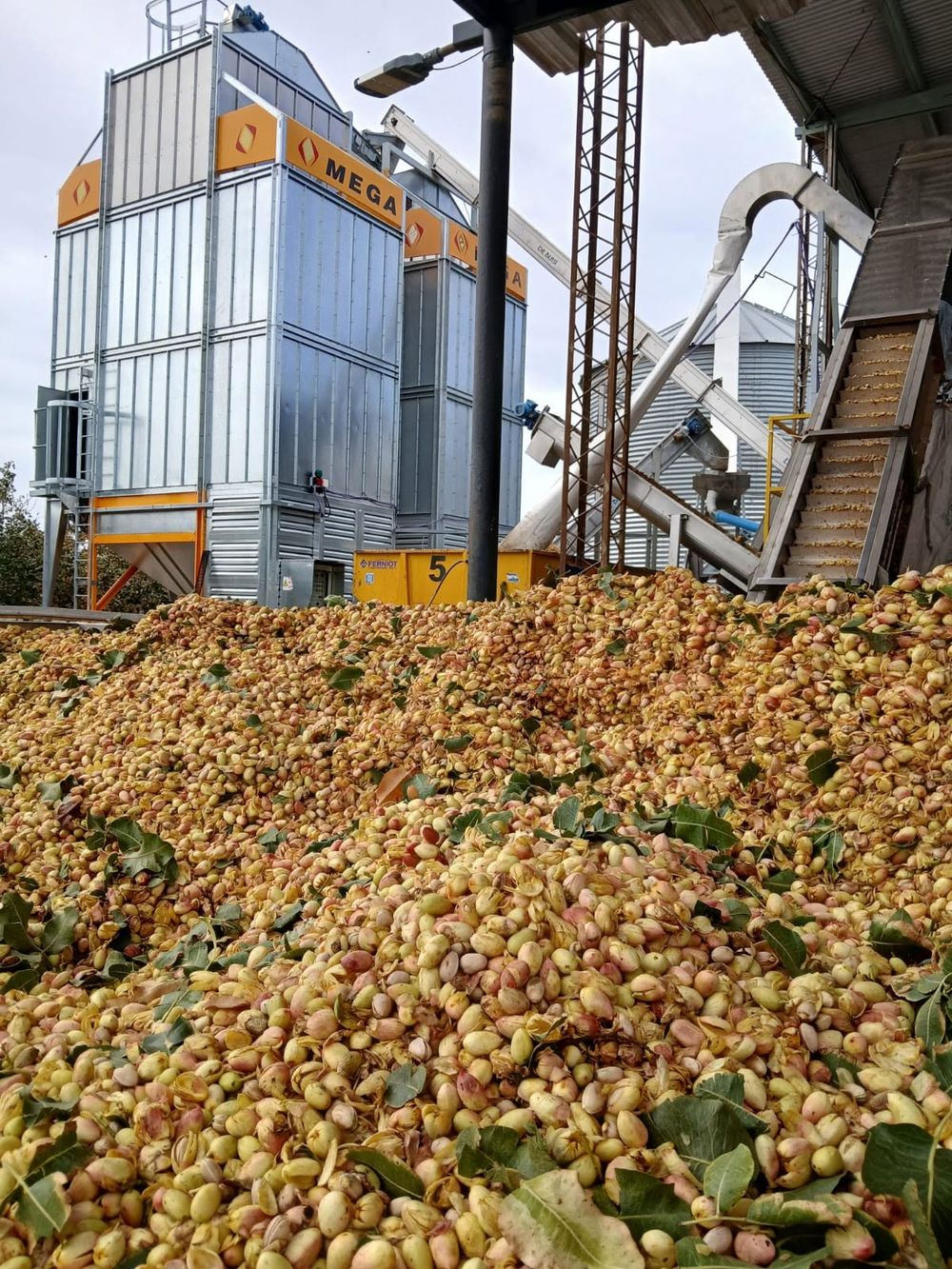 Los frutos secos ya representan la principal alternativa agrícola de la provincia y el pistacho aparece como el cultivo con mayor proyección. (Gentileza) 